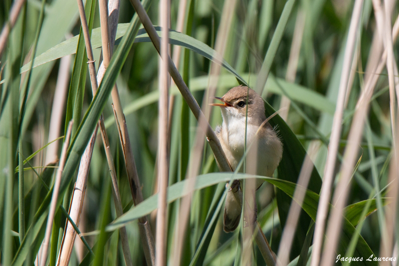 Rousserole effarvatte .jpg